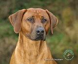 Rhodesian Ridgeback 9T020D-036